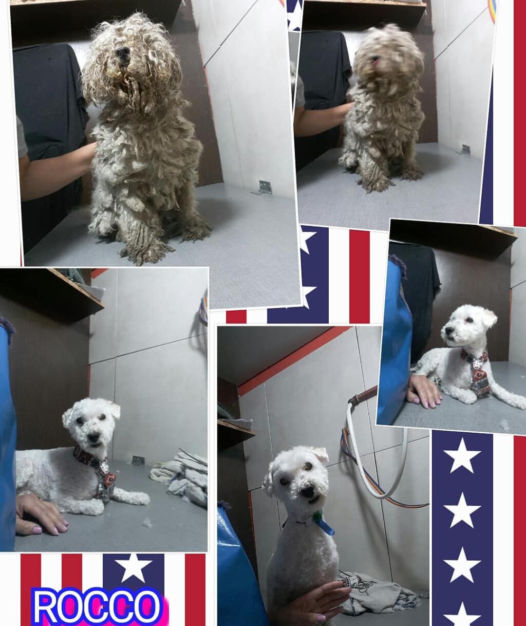 Trabajo de peluquería canina de Rocco antes y después
