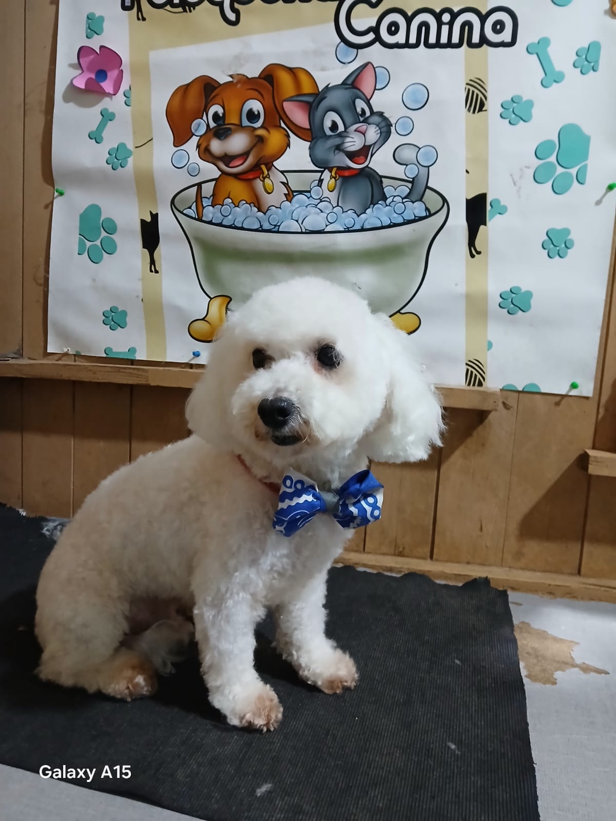 Trabajo reciente de corte canino