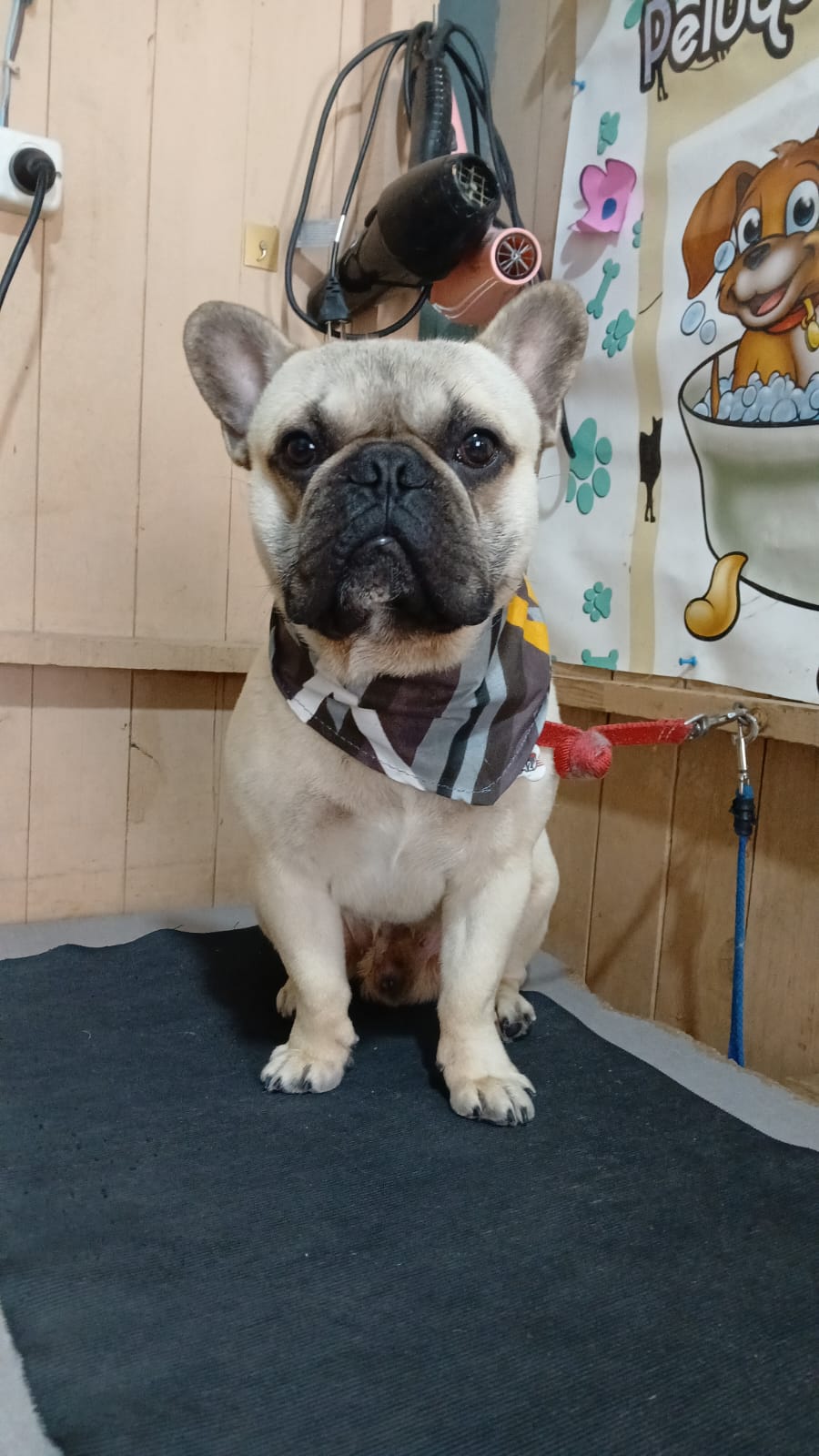 Trabajo reciente de peluquería canina en San José Temperley