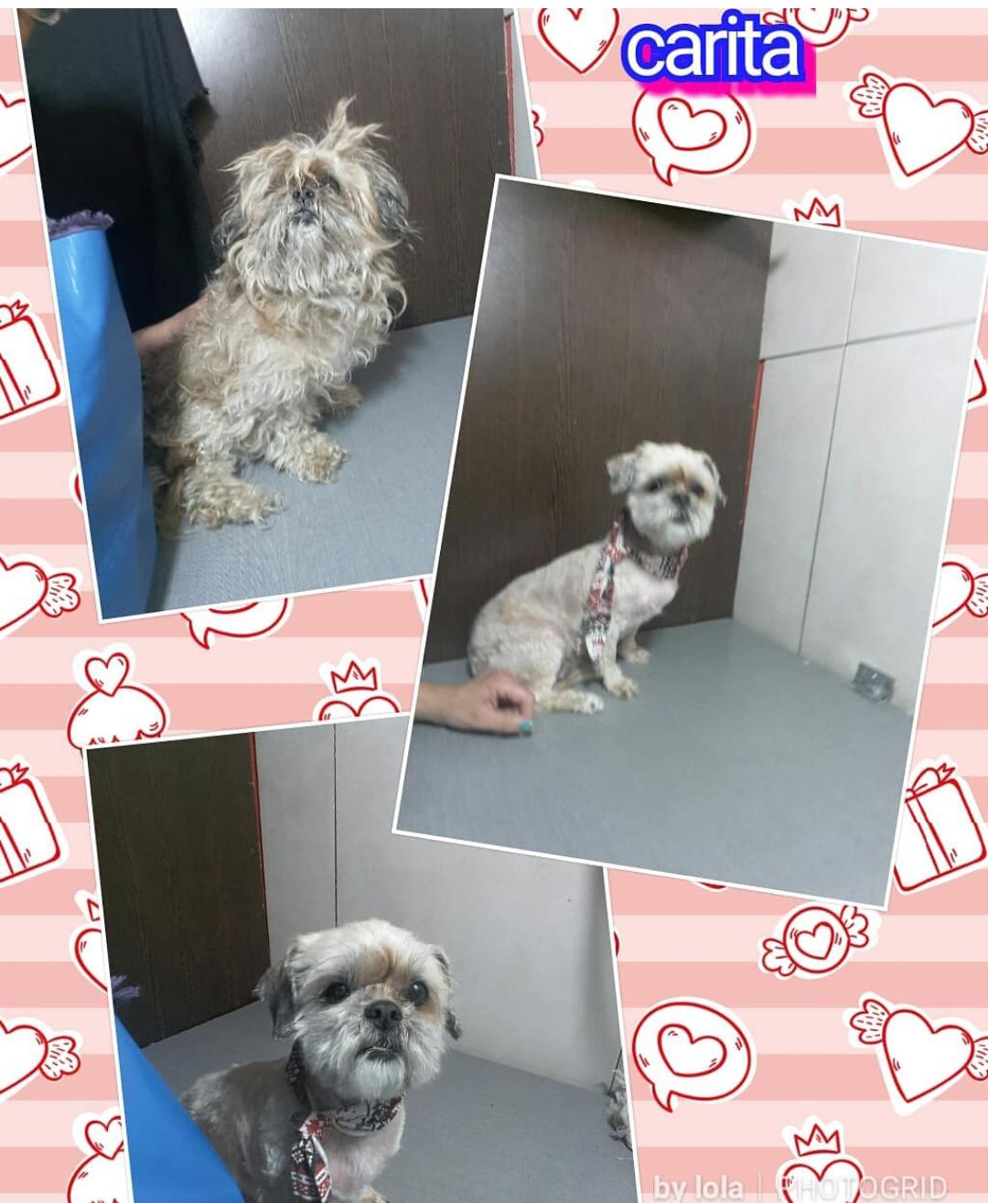 Trabajo de peluquería canina de Carita antes y después