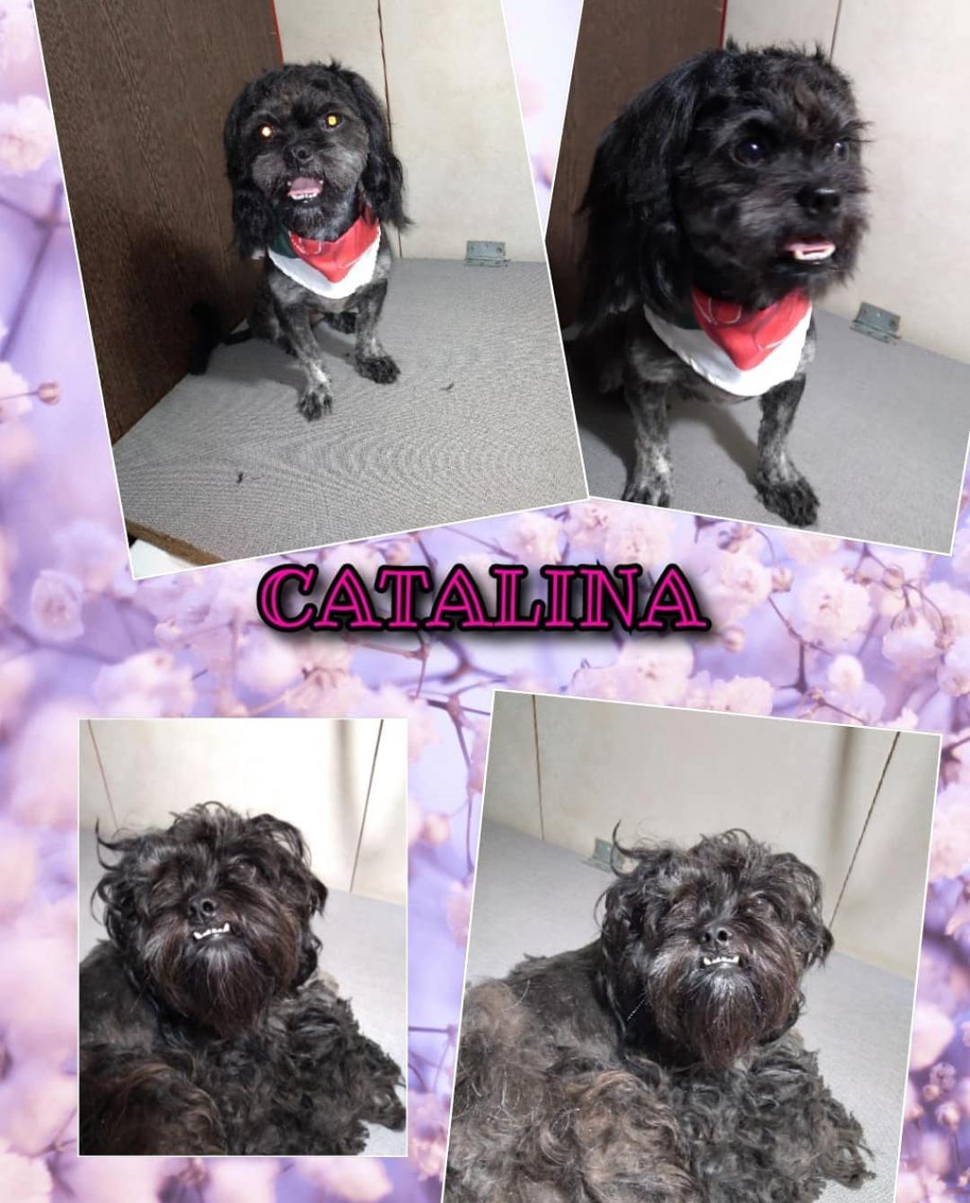 Trabajo realizado de corte y arreglo canino