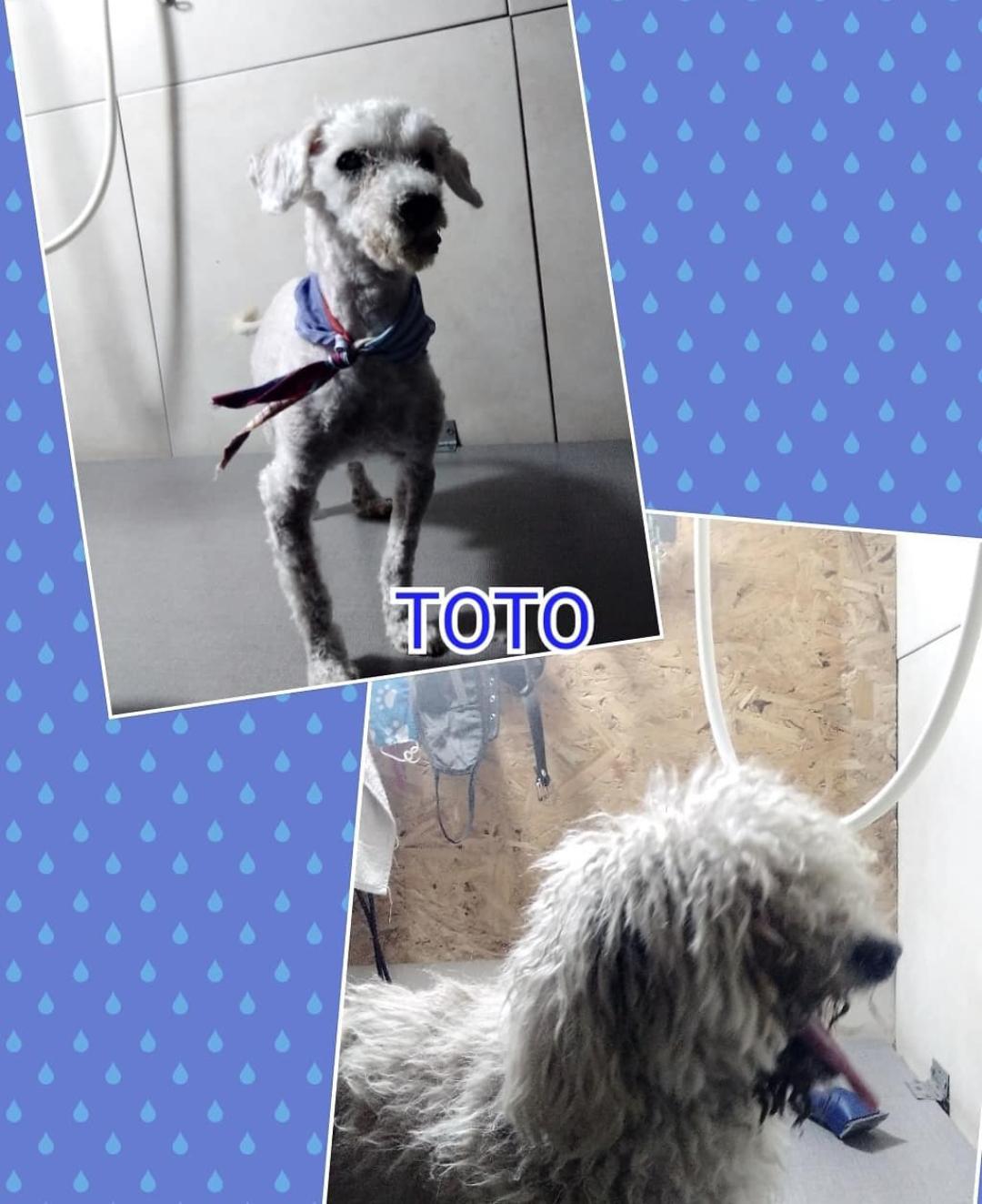 Trabajo de peluquería canina de Toto