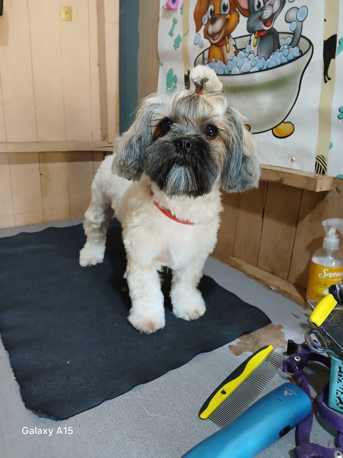Trabajo reciente de peluquería canina