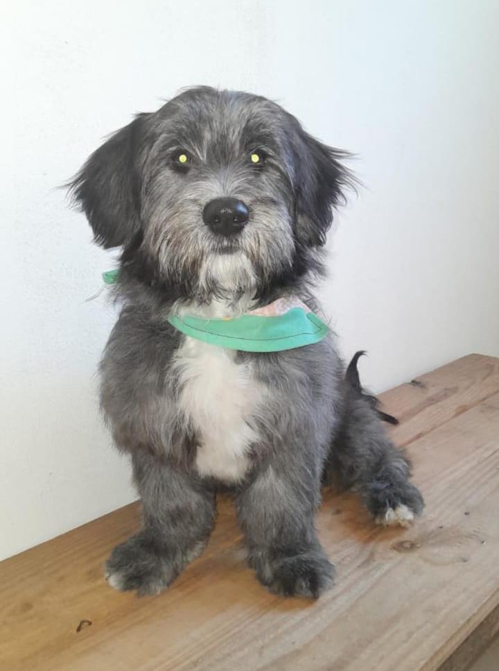 Trabajo reciente de baño y arreglo canino